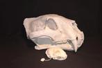 schedel Afrikaanse Leeuw replica, Ophalen of Verzenden, Nieuw, Overige soorten, Schedel