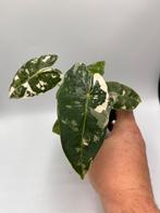 Alocasia Frydek variegata, Overige soorten, In pot, Minder dan 100 cm, Bloeiende kamerplant