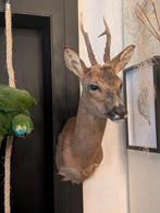 Reebok taxidermie, Verzamelen, Ophalen of Verzenden, Hert, Opgezet dier