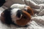 Leuke cavia broertjes, Cavia, Mannelijk, December, Tam