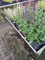 Salvia Caradonna - Salie - Vaste Plant, Volle zon, Vaste plant, Zomer, Ophalen