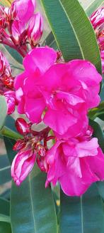 Nerium oleander Geant des Batailles,  meervoudige Rose bloem, Ophalen of Verzenden, Zomer, Overige soorten, Volle zon