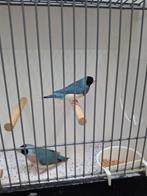 1 - 1 blauwe goulds, Dieren en Toebehoren, Vogels | Overige Vogels, Meerdere dieren, Geringd