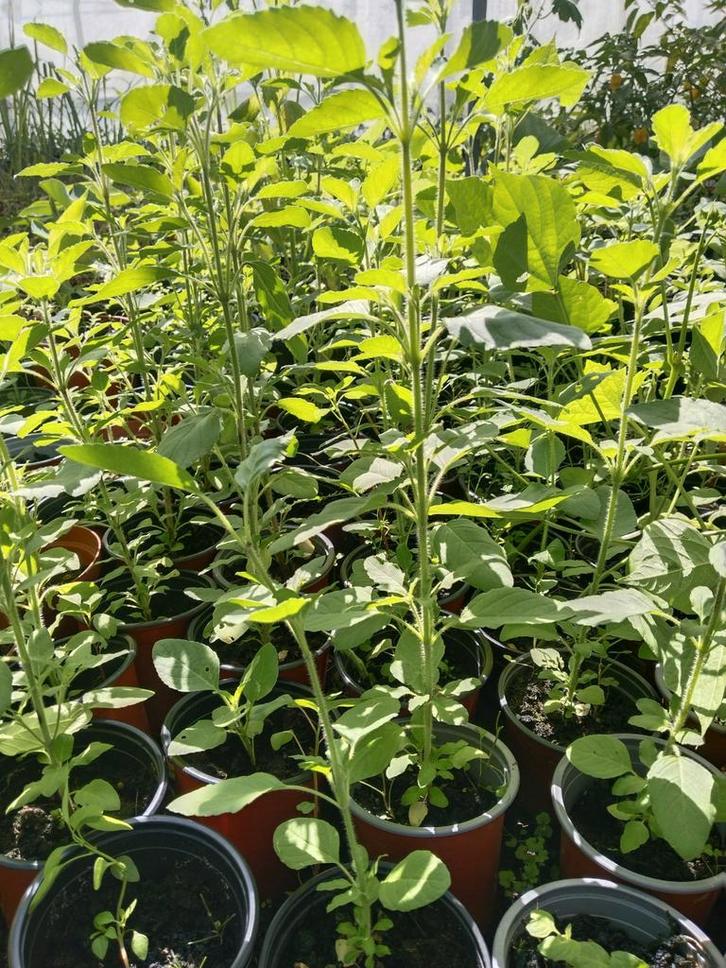 Tulsi (Heilige basilicum) planten 2,50 per plant, Huis en Inrichting, Kamerplanten, Overige soorten, Minder dan 100 cm, In pot
