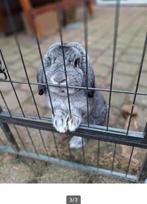 Supertam, getatoeeerd NHD konijn, chinchilla kleur., Dieren en Toebehoren, Konijnen, Mannelijk, Klein, 0 tot 2 jaar