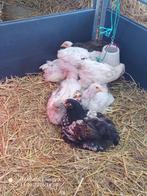 Jonge brahma hanen te koop, Juni, Meerdere dieren