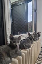 Prachtige Blauwe Rus kittens met stamboom, Poes, Ontwormd, 0 tot 2 jaar