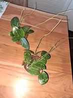 Hoya parasitica splash kamerplant, Huis en Inrichting, Kamerplanten, Ophalen of Verzenden