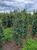 Osmanthus Burkwoodii 🌿 haagplant, Tuin en Terras, Ophalen, Overige soorten, 100 tot 250 cm