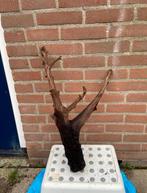 Aquariumhout kienhout XXL, Ophalen of Verzenden, Zo goed als nieuw, Plant(en), Steen of Hout