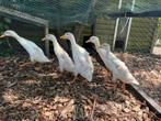 Loopeenden., Dieren en Toebehoren, Pluimvee