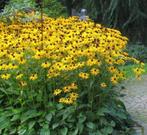 Bloemen Gele zonnehoed Rudbeckia fulgida 'Goldsturm, Volle zon, Vaste plant, Zomer, Ophalen