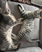 2 lieve Europese korthaar kittens - 4.5 maanden, Dieren en Toebehoren, Meerdere dieren, Ontwormd, 0 tot 2 jaar