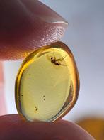 Birmees Amber (T2) insluiting van onbekende vliegend insect., Verzenden, Fossiel