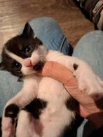 1 poesje van 5 weken beschikbaar, Poes