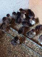 Kuikens van Dubbel gezoomde barnevelders groot soort, Dieren en Toebehoren, Pluimvee, Geslacht onbekend, Kip