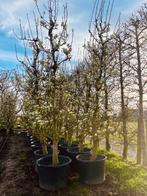 Conference perenbomen in pot, Tuin en Terras, Planten | Fruitbomen, Lente, Volle zon, Perenboom, 250 tot 400 cm