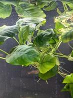 Anubias, Ophalen of Verzenden, Zo goed als nieuw, Plant(en), Steen of Hout