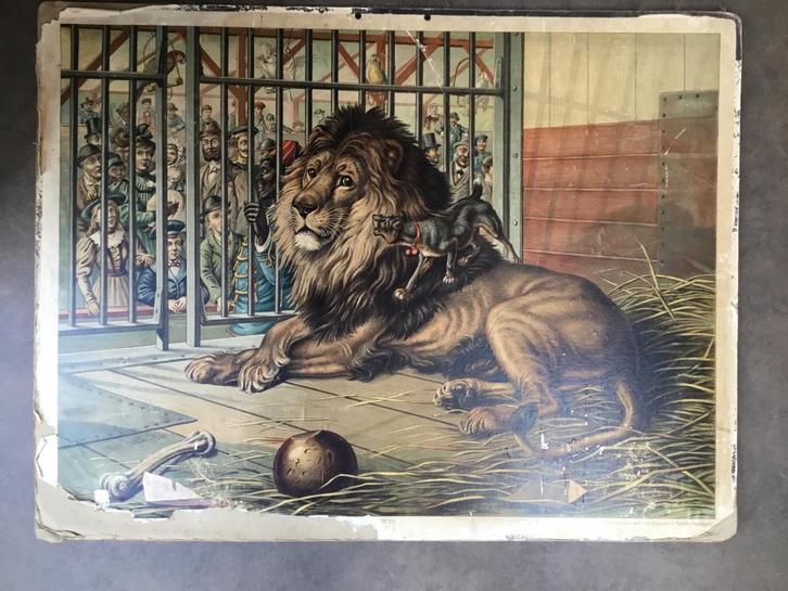 Antieke Schoolplaat Leeuw Circus, Antiek en Kunst, Antiek | Schoolplaten, Overige thema's, Ophalen
