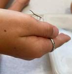 Baby indische wandelende takken, Dieren en Toebehoren, Insecten en Spinnen, Wandelende tak