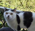 Oreo - kater vermist sinds 16-1-26, Kat