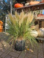 Pampagras - Siergras voor een Prachtige Tuin, Ophalen, Volle zon, Vaste plant, Siergrassen