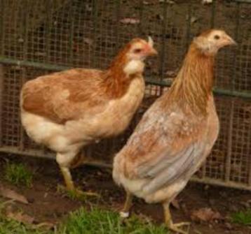 Araucana kippen. beschikbaar voor biedingen