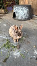Konijn ram aangeboden, Dieren en Toebehoren, Konijnen, Mannelijk