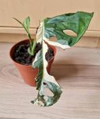Monstera Adansonii Japanese Tricolor XL stek met nieuwgroei, Ophalen of Verzenden