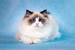 Ragdoll kater | poes | getest | geholpen | liefs, Meerdere dieren