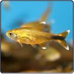 Koperzalm - Leuke scholenvis voor het tropisch aquarium, Zoetwatervis, Schoolvis, Vis