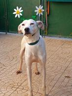 Clarinha, Dieren en Toebehoren, Honden | Niet-rashonden, 6 jaar of ouder, Particulier, Rabiës (hondsdolheid), Buitenland