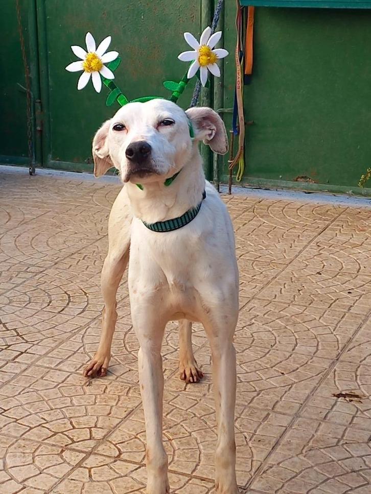 Clarinha, Dieren en Toebehoren, Honden | Niet-rashonden, Middel, Teef, Particulier, Meerdere, Buitenland, 6 jaar of ouder, CDV (hondenziekte)