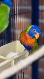 Lori van de blauwe bergen, Papegaai