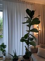 Mooie set van twee, witte gordijnen - inbetween, Ophalen, 200 cm of meer, Wit, Zo goed als nieuw