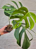 Monstera Sierrana Hawaii p12 (3), Ophalen of Verzenden, Halfschaduw, Minder dan 100 cm