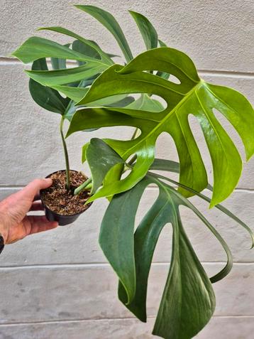 Monstera Sierrana Hawaii p12 (3) beschikbaar voor biedingen