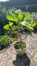 Vijgenboompje, Ficus Carica, Brown Turkey in pot., Overige soorten, Minder dan 100 cm, Ophalen, Volle zon