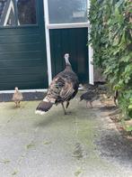 Kalkoen kuikens, Dieren en Toebehoren, Pluimvee, Geslacht onbekend, Kalkoen