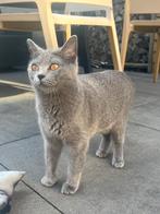 Britse korthaar poes, Dieren en Toebehoren, Katten en Kittens | Raskatten | Korthaar, Poes, Ontwormd, 0 tot 2 jaar