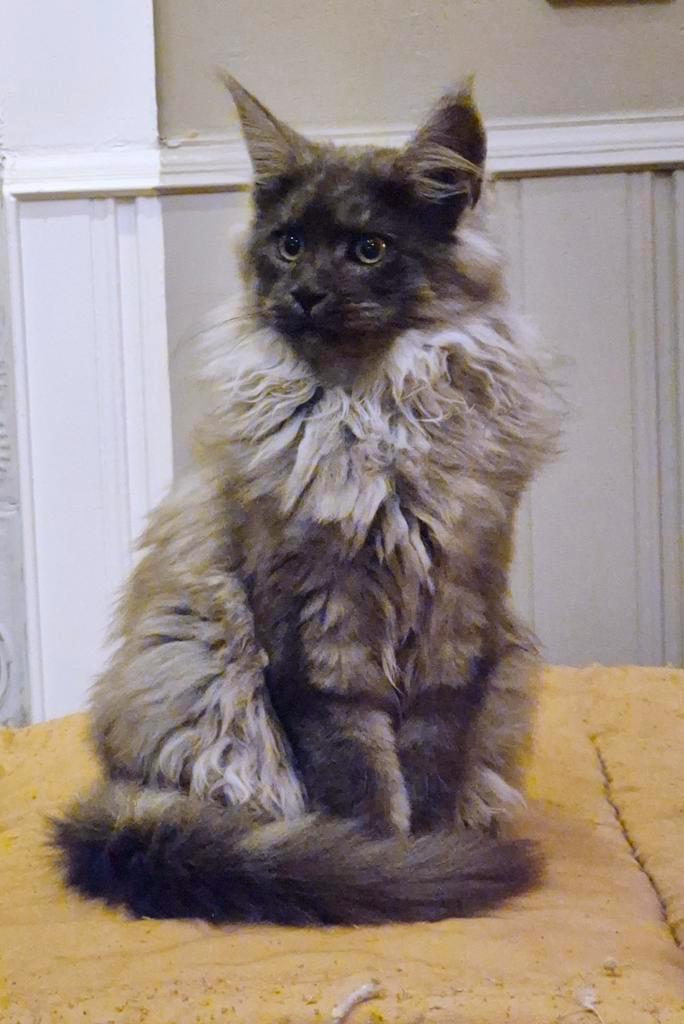 Maine coon kittens met papieren VOORAANKONDIGING, Dieren en Toebehoren, Katten en Kittens | Raskatten | Langhaar, Poes, 0 tot 2 jaar