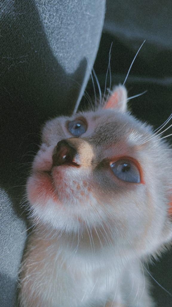 Siam raskat, Dieren en Toebehoren, Katten en Kittens | Raskatten | Korthaar, Poes, 0 tot 2 jaar