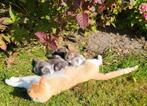De Allermooiste kittens te koop, Dieren en Toebehoren