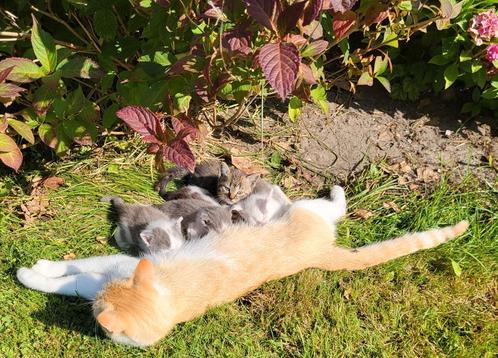 De Allermooiste kittens te koop, Dieren en Toebehoren, Katten en Kittens | Overige Katten
