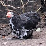 Zwart wit gepareld cochin kriel haantje, Dieren en Toebehoren, Pluimvee, Mannelijk, Kip