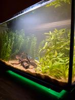 Aquarium Superfish quadro 40, Dieren en Toebehoren, Ophalen, Zo goed als nieuw, Gevuld zoetwateraquarium