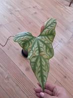cerestis mirables opknapper, Ophalen of Verzenden, Overige soorten, Minder dan 100 cm