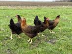Mooie tamme harco kippen gesekst en ingeënt goede leggers, Dieren en Toebehoren, Pluimvee, Kip, Vrouwelijk