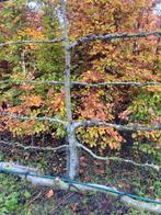 Lei peren, Tuin en Terras, Planten | Bomen, Leiboom, Lente, 100 tot 250 cm, Ophalen