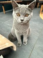 Raszuiver Britse Korthaar Kittens / laatste 2 kittens!, Dieren en Toebehoren, Katten en Kittens | Raskatten | Korthaar, Ontwormd